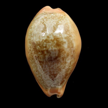 langfordi 57,0mm