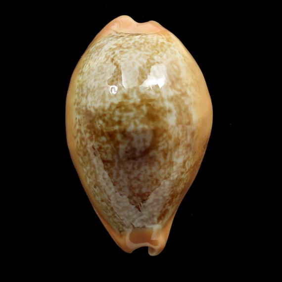 langfordi 57,0mm
