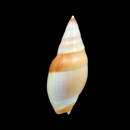 vernedei herlaari 78,0mmm