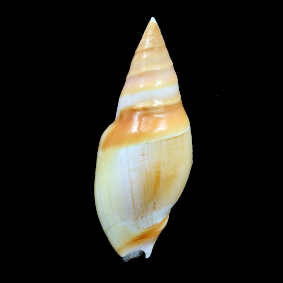 vernedei herlaari 87,0mm BIG