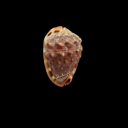 rufa 97,0mm DWARF