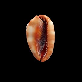 rufa 97,0mm DWARF