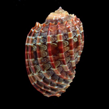 harpa cabriti 63,0mm RED