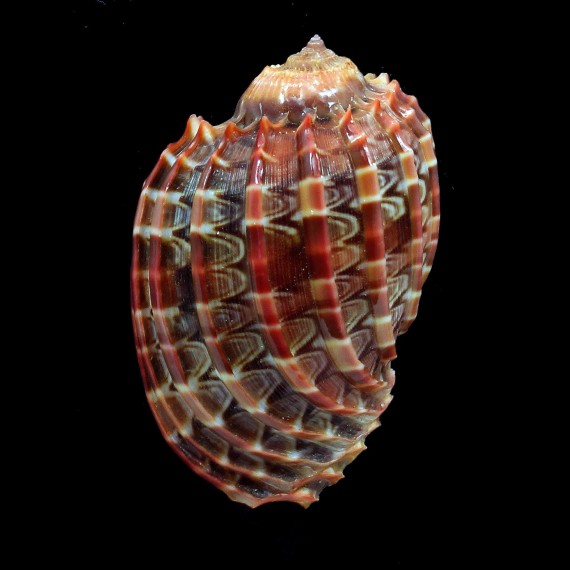 harpa cabriti 63,0mm RED