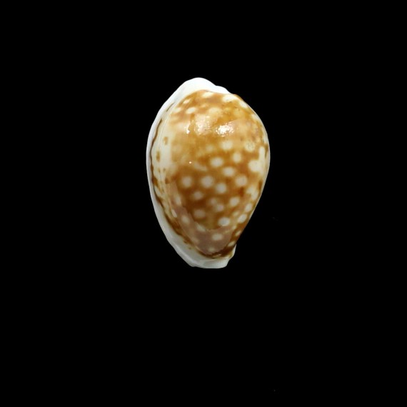 rottnestensis 28,3mm