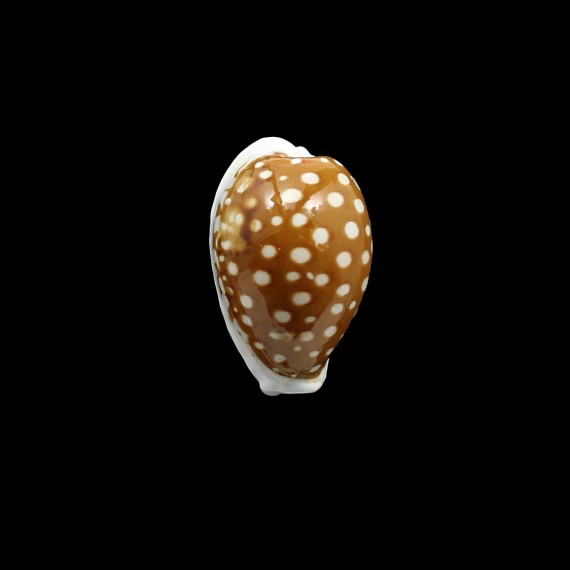 rottnestensis 27,4mm BIG