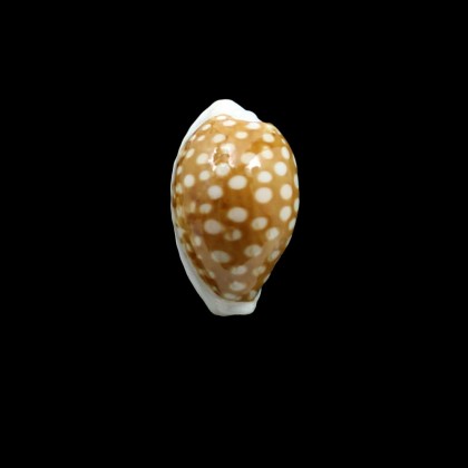 rottnestensis 28,9mm