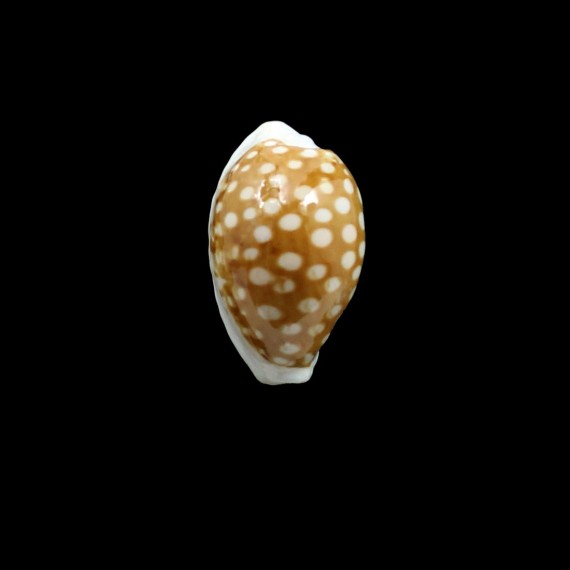 rottnestensis 28,9mm