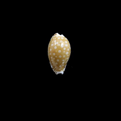 astaryi 19,0mm
