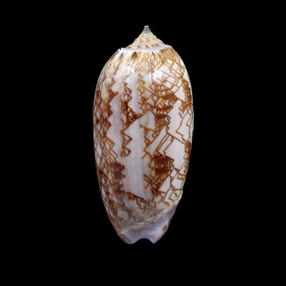 porphyria 64,0mm DWARF