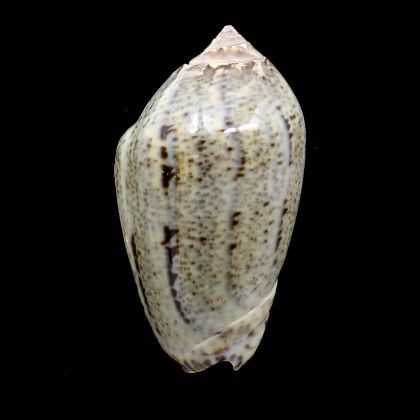 incrassata 73,0mm