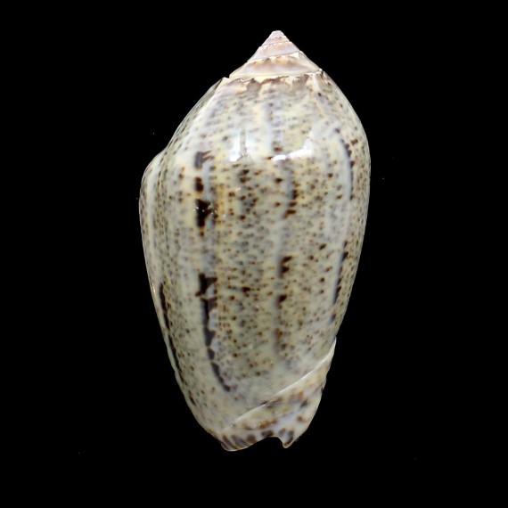 incrassata 73,0mm