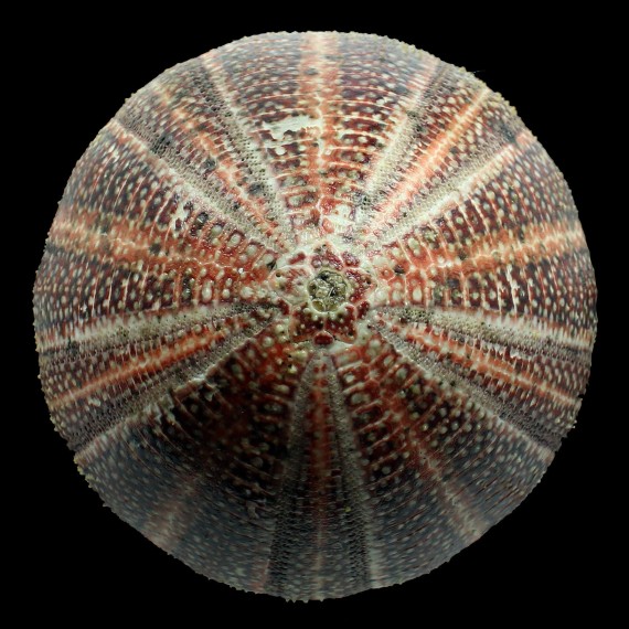 esculentus 142,0mm MONSTER