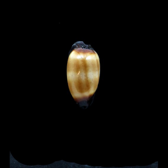 talpa 40,0mm DWARF