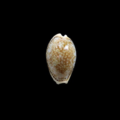 spurca 30,0mm SUPERB