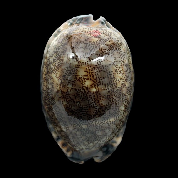 arabica immanis 91,0mm BIG
