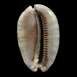 arabica immanis 91,0mm BIG