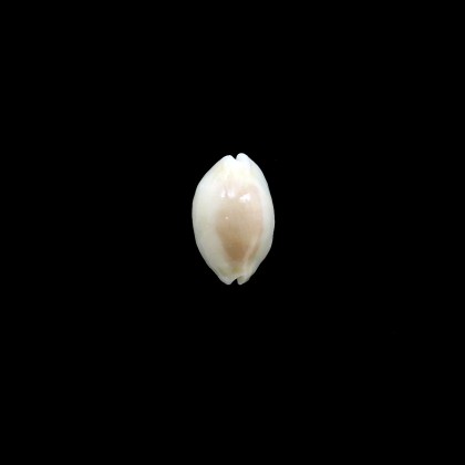 clandestina 20,0mm SUPERB