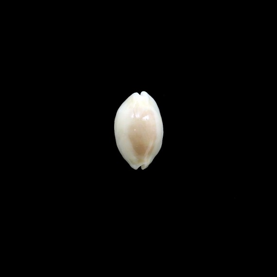 clandestina 20,0mm SUPERB
