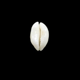clandestina 20,0mm SUPERB