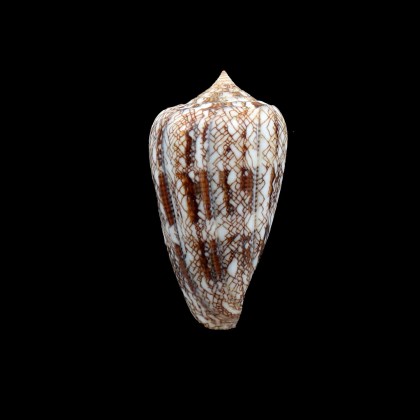 abbas 56,0mm