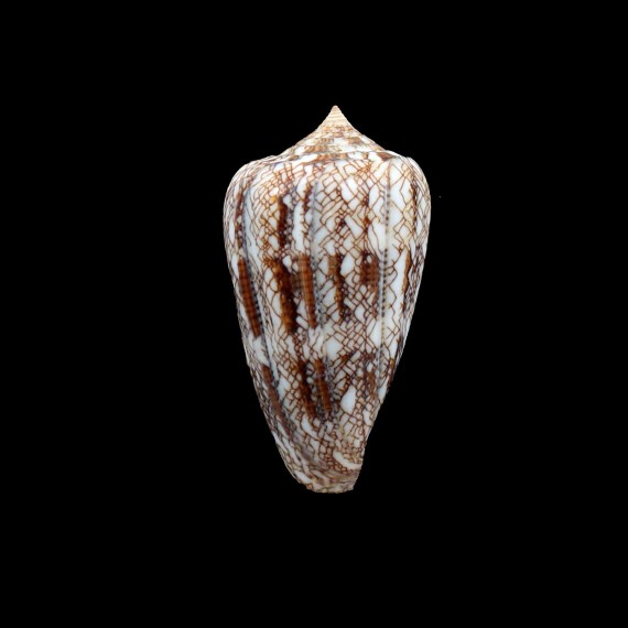 abbas 56,0mm