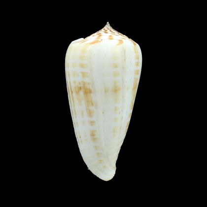inscriptus bangladeshianus 71,7mm