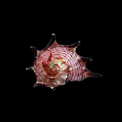 atrata 38,0mm SUPERB