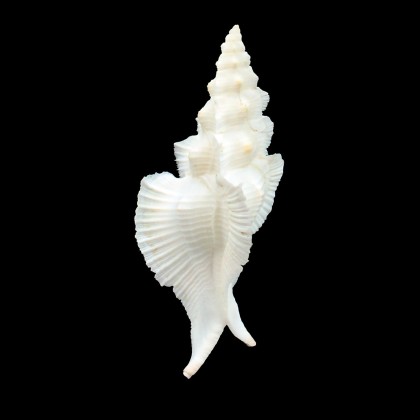 pinnatus 82,1mm BIG