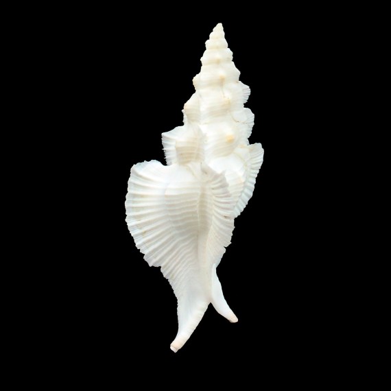 pinnatus 82,1mm BIG