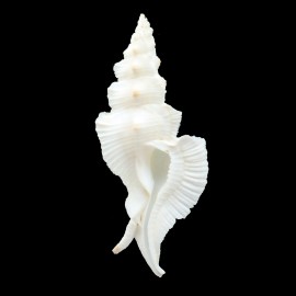 pinnatus 82,1mm BIG