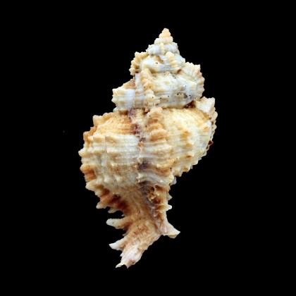 guyanensis 83,0mm