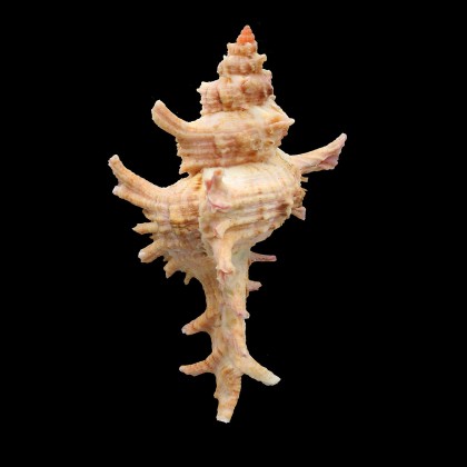 allaryi 118,0mm WRS
