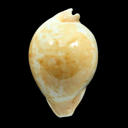armeniaca 102,0mm