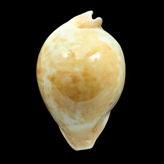 armeniaca 102,0mm
