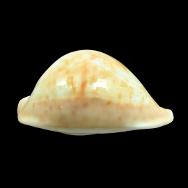armeniaca 102,0mm