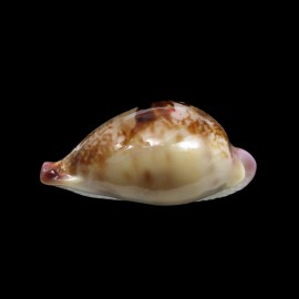 hirasei 39,0mm SPLENDID