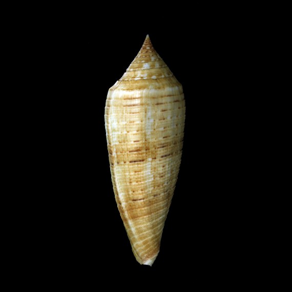 australis 99,0mm