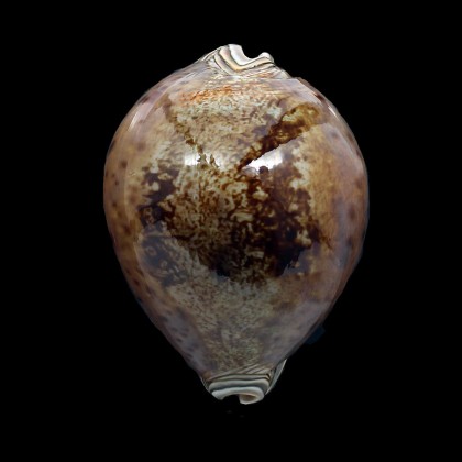 valentia 94,0mm BIG DARK