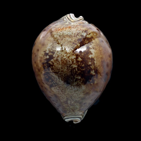 valentia 94,0mm BIG DARK