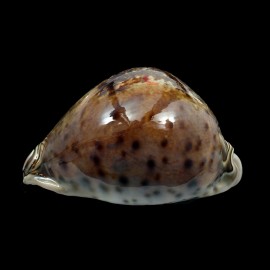 valentia 94,0mm BIG DARK