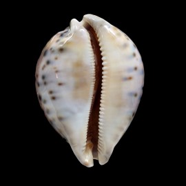 valentia 94,0mm BIG DARK