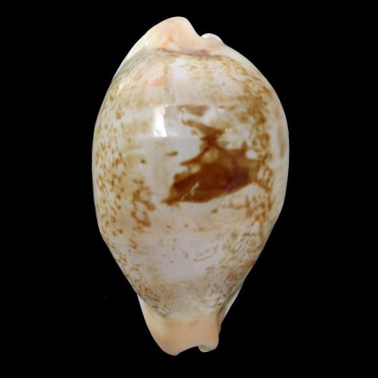 hirasei 53,0mm BIG