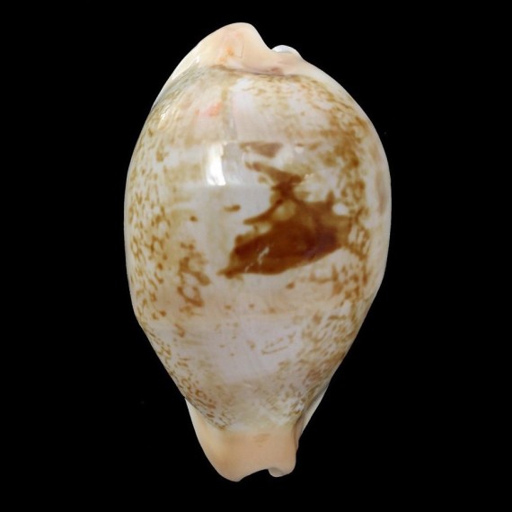 hirasei 53,0mm BIG