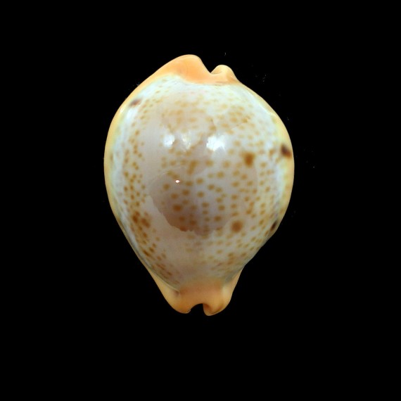 porteri 46,4mm SUPERB