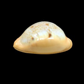 porteri 46,4mm SUPERB