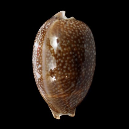 cervus 133,2mm