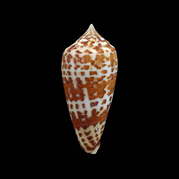 lynceus 58,5mm