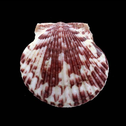 gibbus 52,0mm