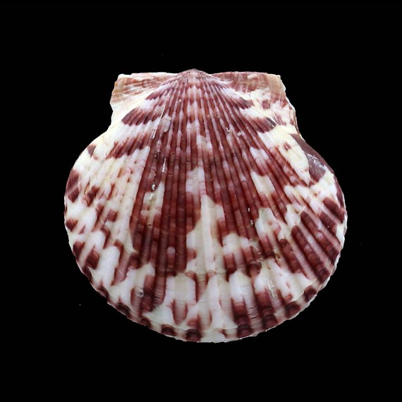 gibbus 52,0mm